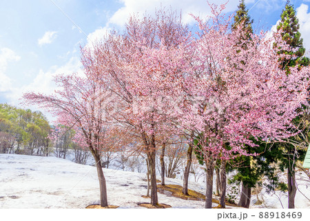 雪上桜と新緑 88918469