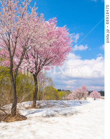 雪上桜と新緑（縦） 88918470