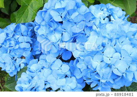 青い紫陽花 88918481