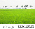 Selective focus at the rice green field with tall palm at countryside Thailand 88918583