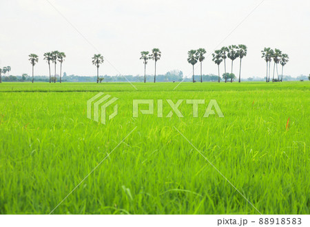 Selective focus at the rice green field with tall palm at countryside Thailand Selective focus at the rice green field with tall palm at countryside Thailand 88918583