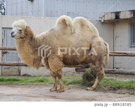 フタコブラクダ 88918585