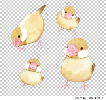 文鳥 水彩 イラスト 文鳥 水彩 イラスト 88918931