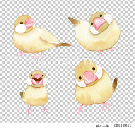 文鳥　水彩　イラスト 88918933