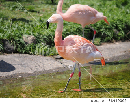 チリーフラミンゴ チリーフラミンゴ 88919005