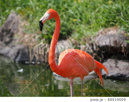ベニイロフラミンゴ 88919009