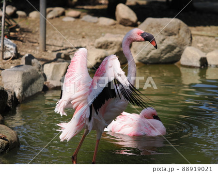チリーフラミンゴ 88919021