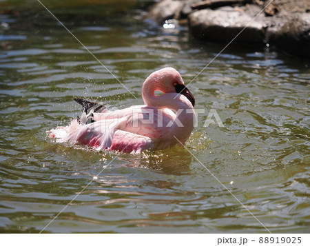 チリーフラミンゴ 88919025