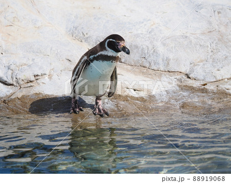 フンボルトペンギン フンボルトペンギン 88919068