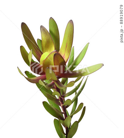 Red and green leucadendron flower and leaves isolated Red and green leucadendron flower and leaves isolated 88919079