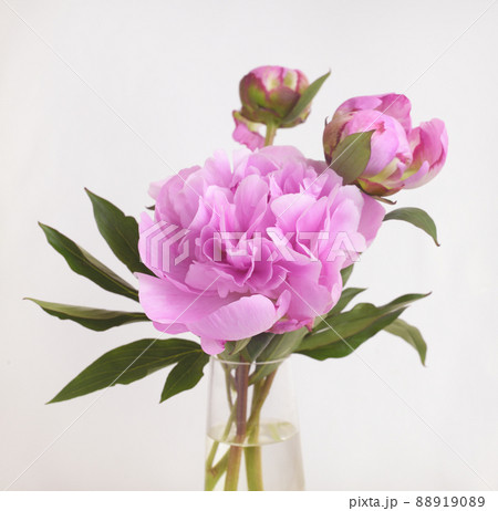 Bouquet of pink peony flowers and buds in a glass vase on white 88919089