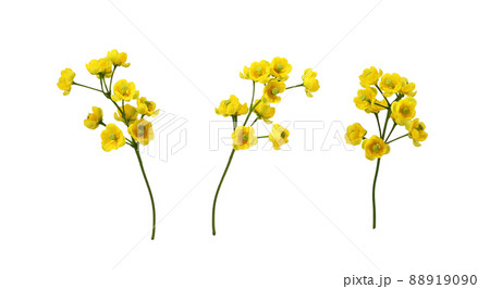 Set of small yellow flowers of berberis thunbergii isolated 88919090