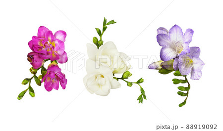 Set of pink, white and purple freesia flowers and buds isolated on white 88919092