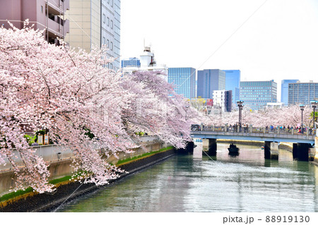 石島橋／大横川より黒船橋方面を望む(東京都江東区)【2022.4】 88919130