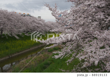 佐保川の桜 88919133