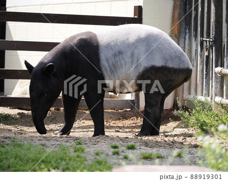 マレーバク マレーバク 88919301