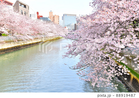 石島橋／大横川より巴橋方面を望む(東京都江東区)【2022.4】 88919487