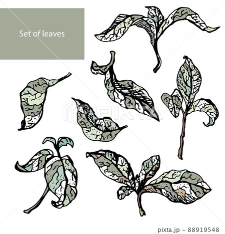 Set of hand drawn leaves. Vector illustration. Trendy decorative traced elements. 88919548