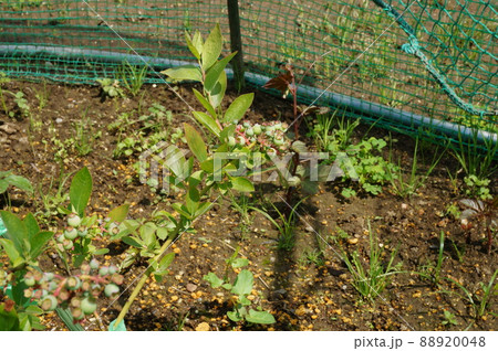 ブルーベリー ブルーベリー 88920048