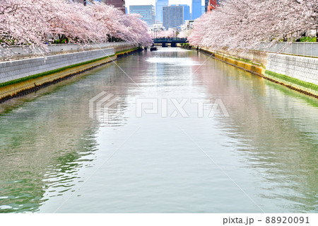 巴橋／大横川より石島橋方面を望む(東京都江東区)【2022.4】 88920091