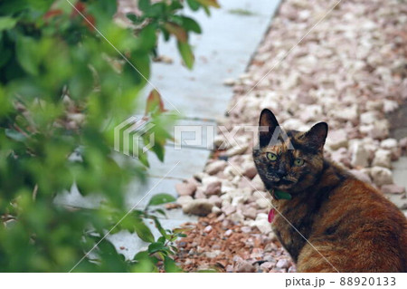 振り向くサビ猫 88920133