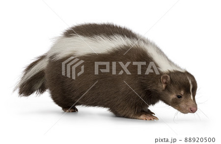 Brown skunk on white background 88920500