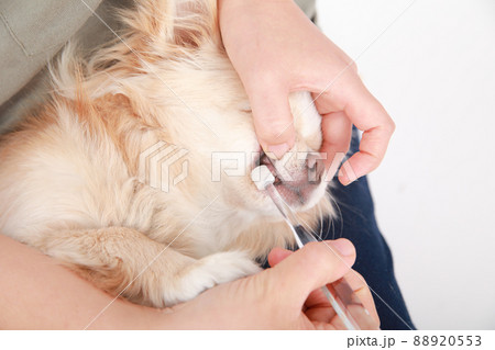 飼い主の膝の上で歯を磨かれるクリーム色のロングコートチワワ 飼い主の膝の上で歯を磨かれるクリーム色のロングコートチワワ 88920553