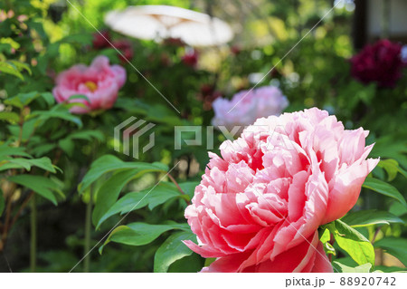 當麻寺 中之坊に咲く満開のボタン 當麻寺 中之坊に咲く満開のボタン 88920742