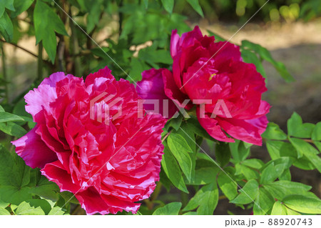 當麻寺　中之坊に咲く満開のボタン 88920743