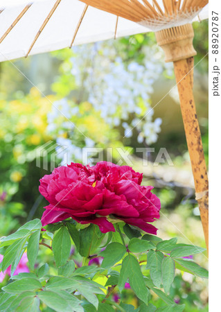 當麻寺　中之坊に咲く満開のボタン 88920787