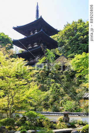 當麻寺 中之坊に咲く満開のボタン 當麻寺 中之坊に咲く満開のボタン 88920806