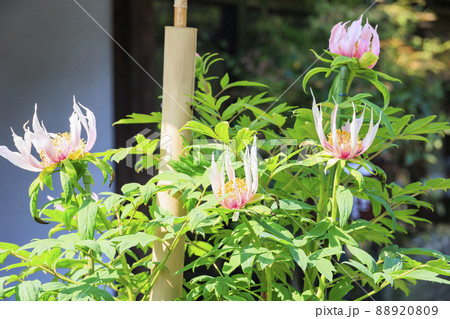 當麻寺　中之坊に咲く満開のボタン 88920809