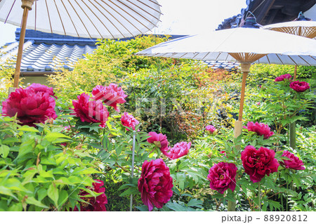 當麻寺　中之坊に咲く満開のボタン 88920812