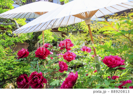 當麻寺　中之坊に咲く満開のボタン 88920813