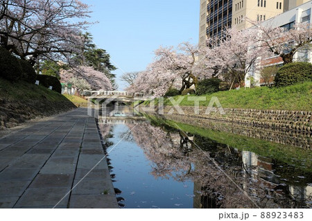 富山市内の桜の名所・松川 88923483