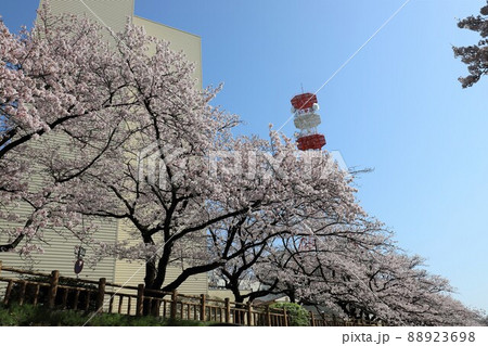 富山市内の桜の名所・松川 富山市内の桜の名所・松川 88923698