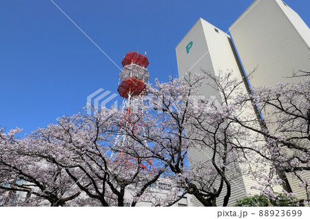 富山市内の桜の名所・松川 88923699