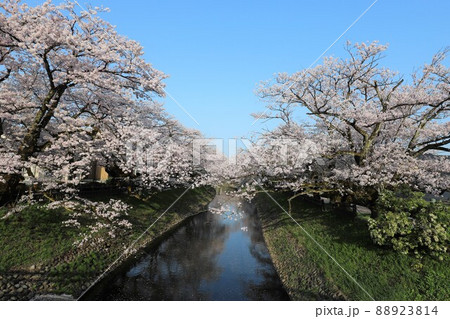 富山市内の桜の名所・松川 88923814