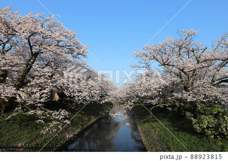 富山市内の桜の名所・松川 88923815