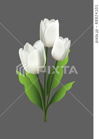 White tulips with green leaves isolated on gray background. White tulips with green leaves isolated on gray background. 88924101