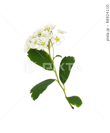 Twig of spiraea chamaedryfolia with green leaves and small white flowers isolated 88924110