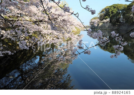 彦根城　満開の桜 88924165
