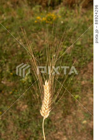 Ear of barley isolated from the background, Parma, Italy Ear of barley isolated from the background, Parma, Italy 88924296