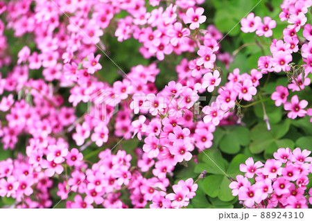 満開のイモカタバミの花　  88924310