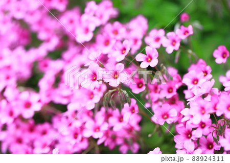 満開のイモカタバミの花 満開のイモカタバミの花 88924311