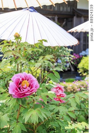 ぼたん満開の関西花の寺 當麻寺西南院 ぼたん満開の関西花の寺 當麻寺西南院 88924339