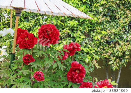 ぼたん満開の関西花の寺 當麻寺西南院 ぼたん満開の関西花の寺 當麻寺西南院 88924369