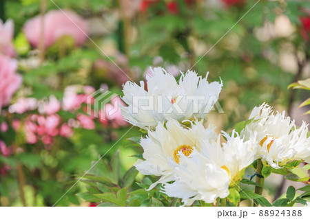 ぼたん満開の関西花の寺 當麻寺西南院 ぼたん満開の関西花の寺 當麻寺西南院 88924388