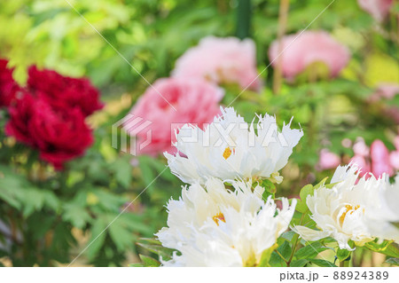 ぼたん満開の関西花の寺　當麻寺西南院 88924389
