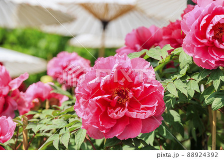 ぼたん満開の関西花の寺　當麻寺西南院 88924392